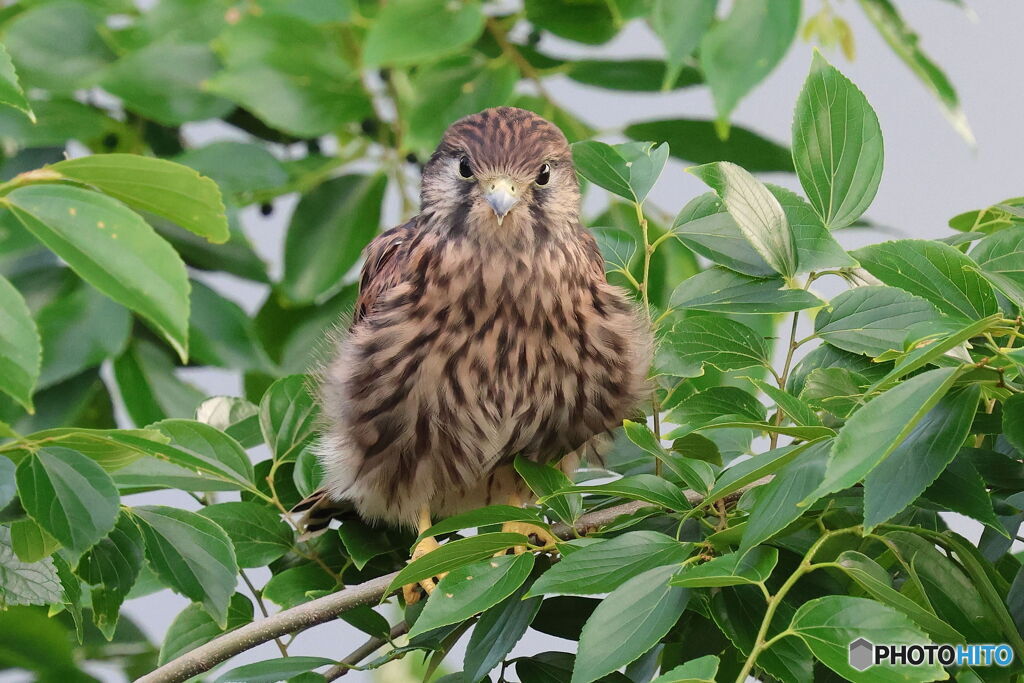 チョウゲンボウ３　おめめぱっちり幼鳥げんぼう　