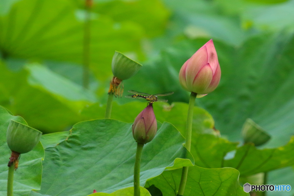 蓮トンボ