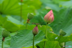 蓮トンボ