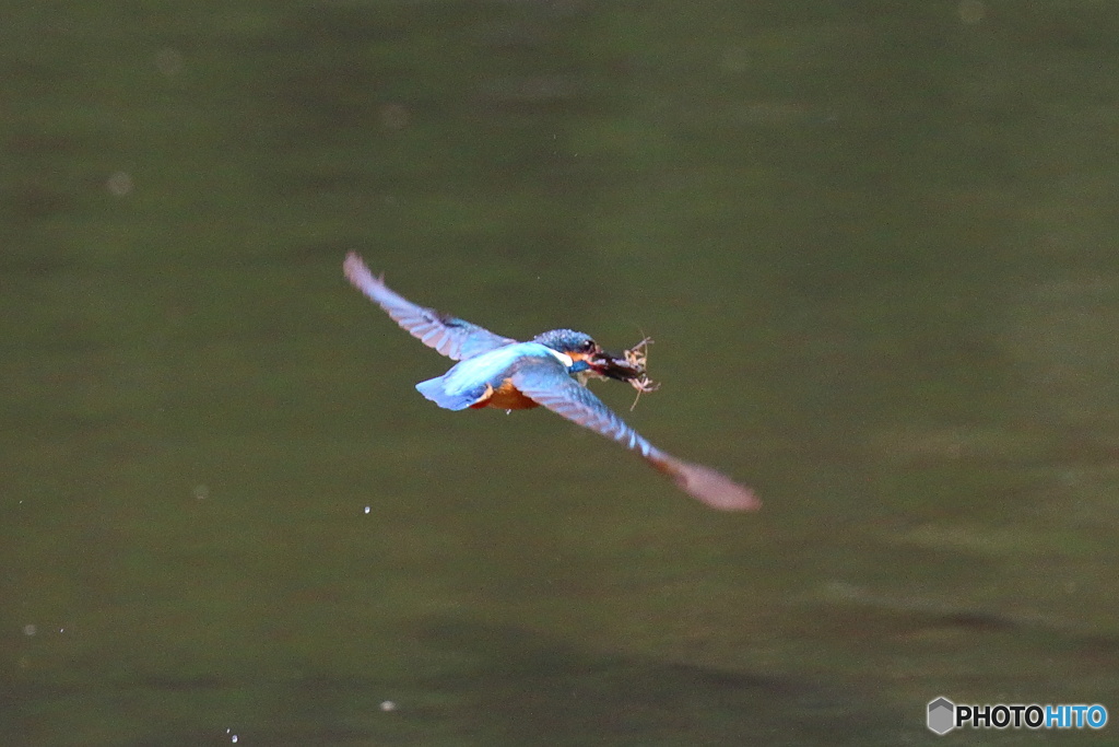 ザリガニゲッツ！