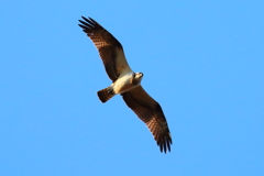 森の上のミサゴ