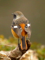 ジョウビの背中