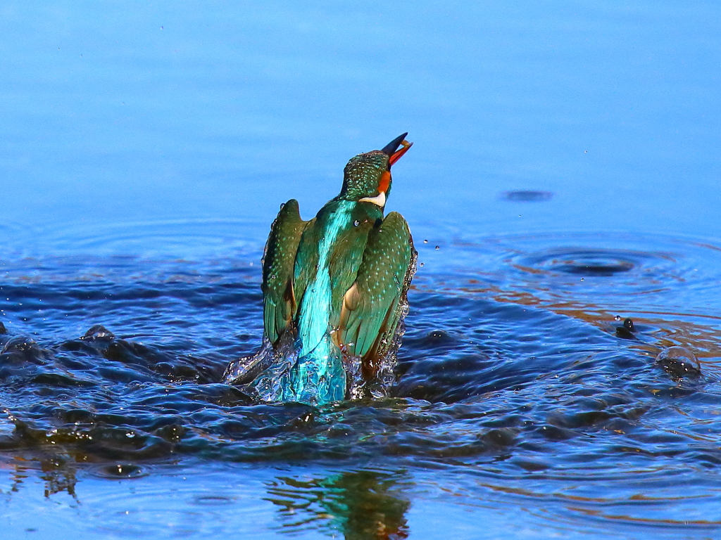 飛び出す瞬間３（アンシャープマスク）