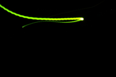 令和ホタル大接近！