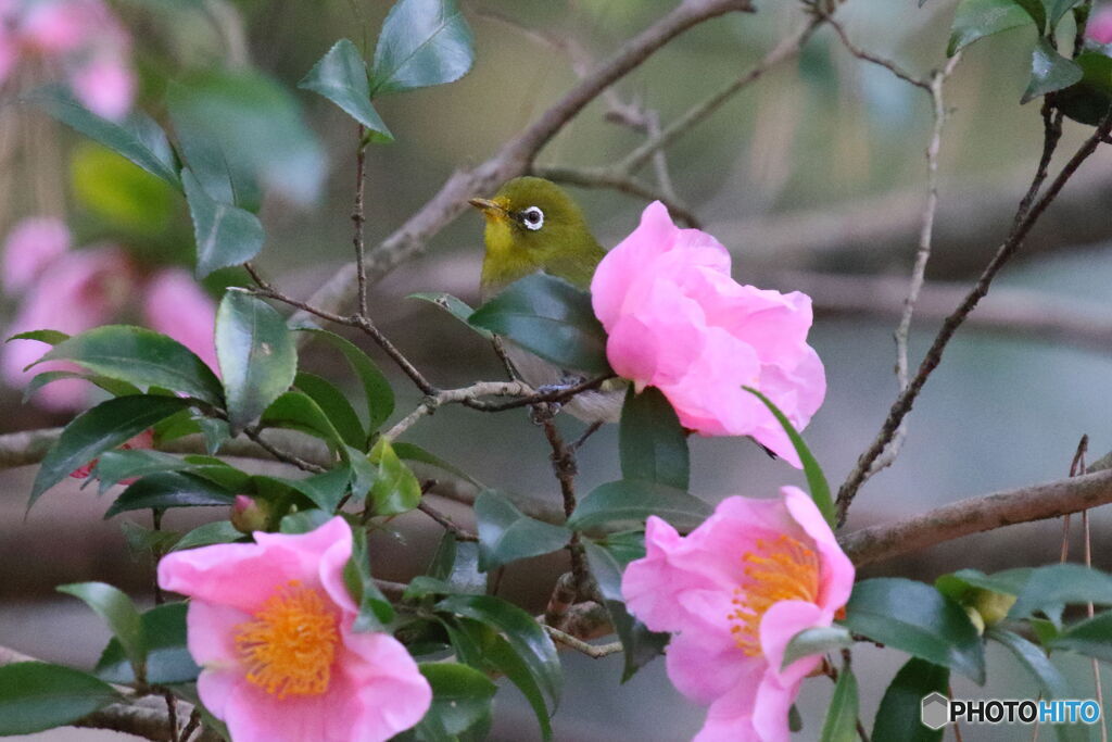 山茶花メジロ