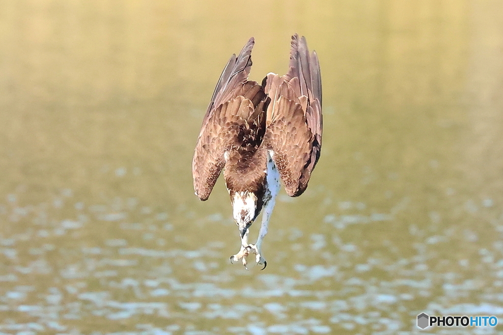 R7でダーウィン②