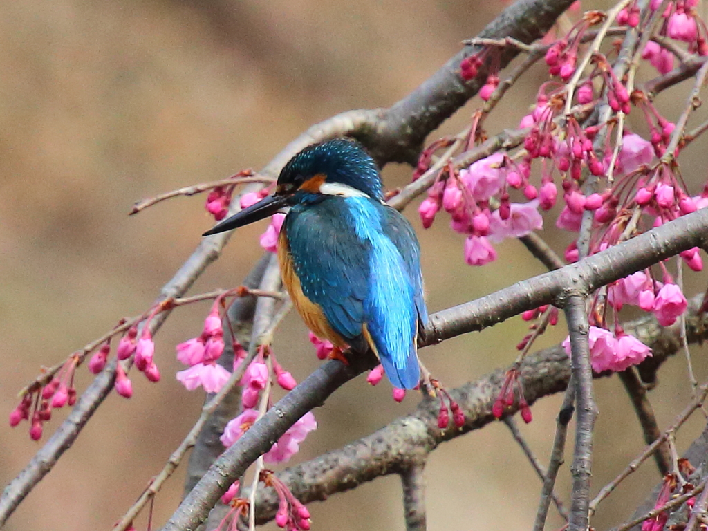カワセミのお花見
