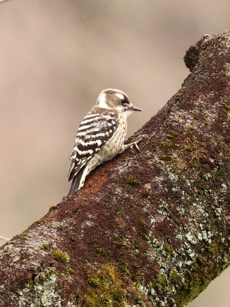 2月１３日のコゲラ