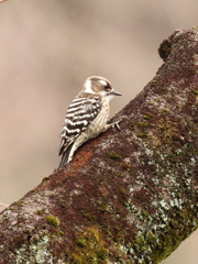 2月１３日のコゲラ