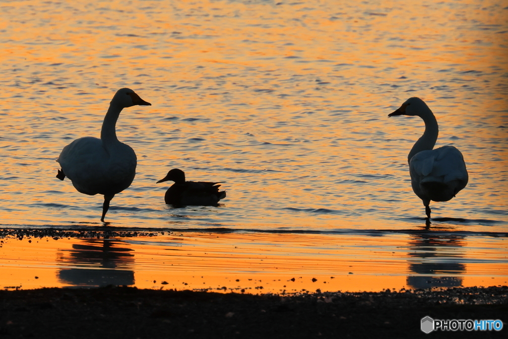 琵琶湖の白鳥