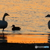 琵琶湖の白鳥