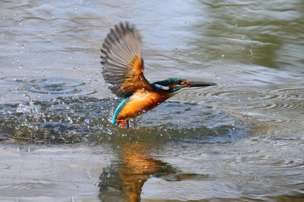 連休も撮るが獲れず