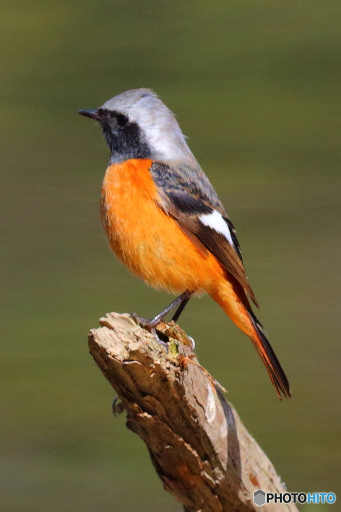 春を待つジョビオ