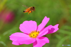 ブンブン2D4A7420