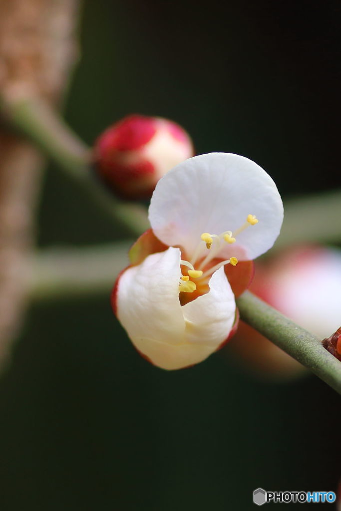 今すぐ開花を待つばかり