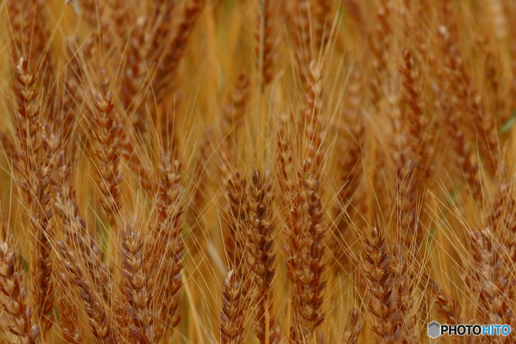 今夜は麦を飲もう