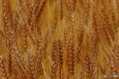 今夜は麦を飲もう