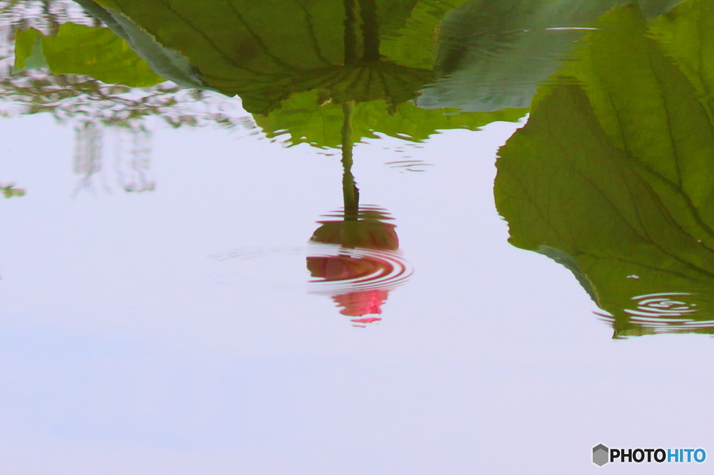 蓮水面