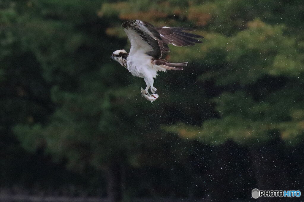 空中でブルブル水落とす