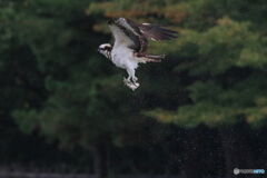 空中でブルブル水落とす