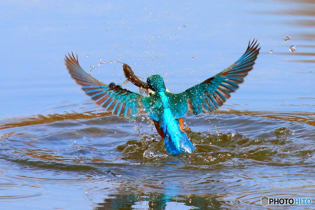 カルシウムたっぷり小魚ゲット！