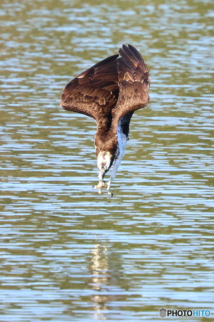 R7でダーウィン①