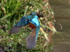 エビ捕まったのにピースサイン！