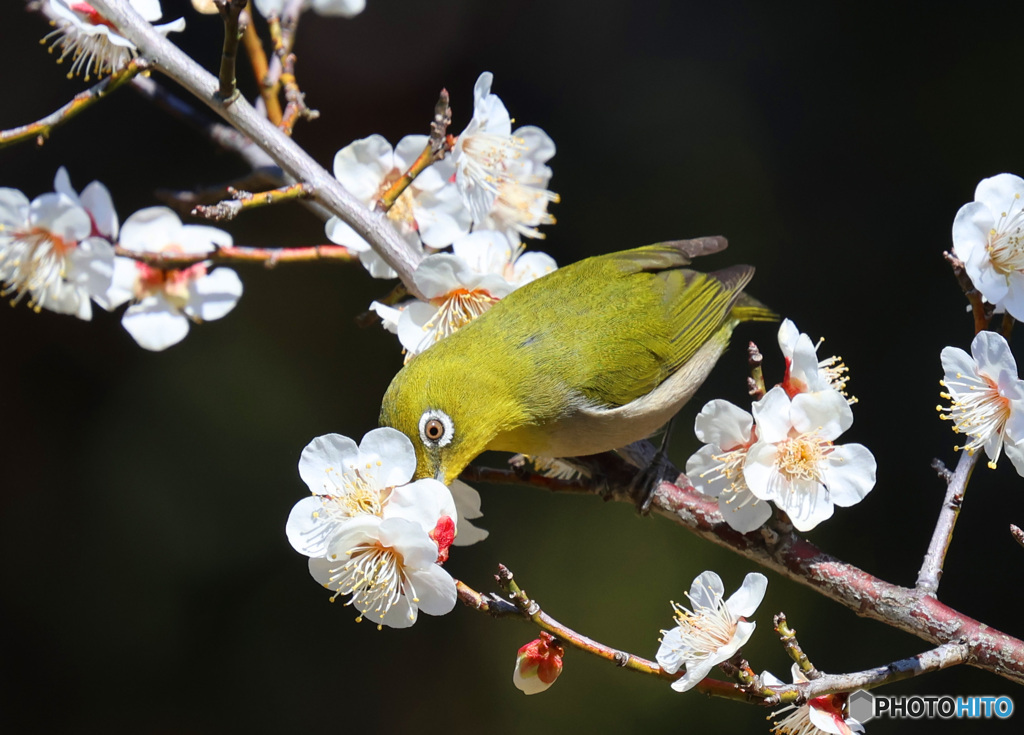 ウマ！梅密うまくて驚きの目