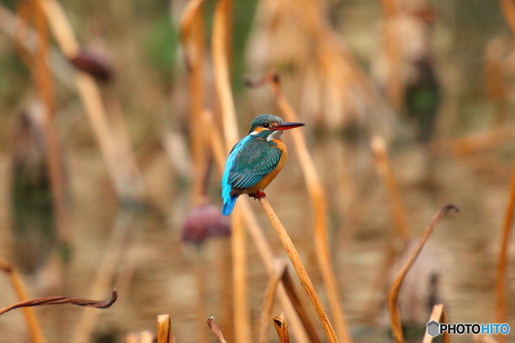 蓮の上のカワ♪  1111枚目の投稿