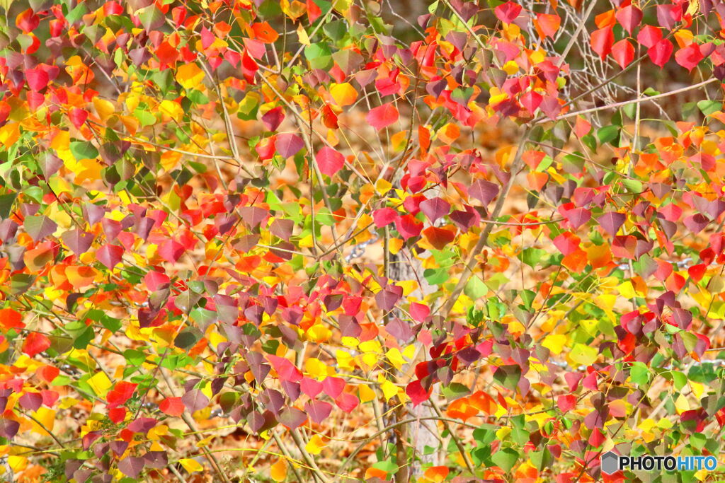 紅葉満開♪