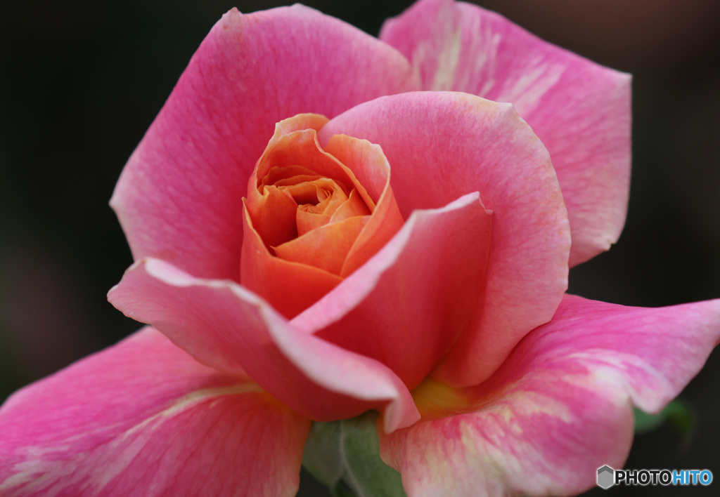 薔薇①
