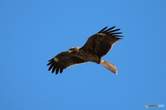 漁港鳶①