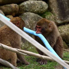 いたずら現行犯