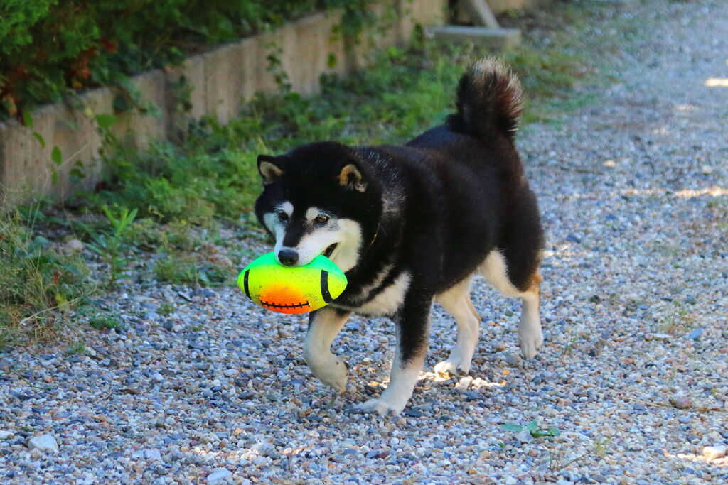 ワールドカップ　練習