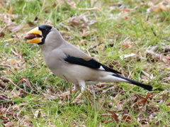 チョコボールゲット　イカル