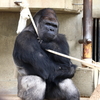 シャバーニ　やさしい目