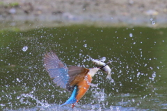 令和初カワセミ①