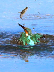 逃がした魚は大きい