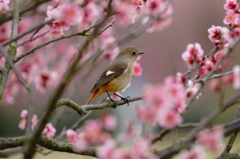 はじめてのジョウビタキメス２