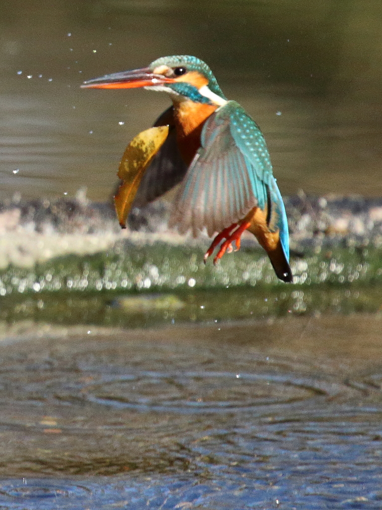 刺さった葉っぱにショックで唖然！