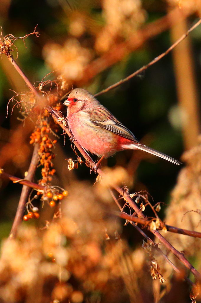 夕陽のベニマシコ（今年初鳥）