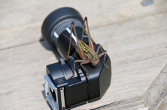 トノサマバッタ　オンステージ