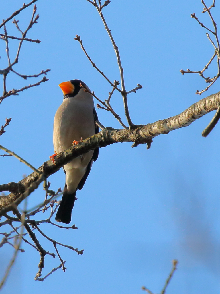 イカル2月２１日
