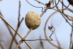 ドロバチの巣
