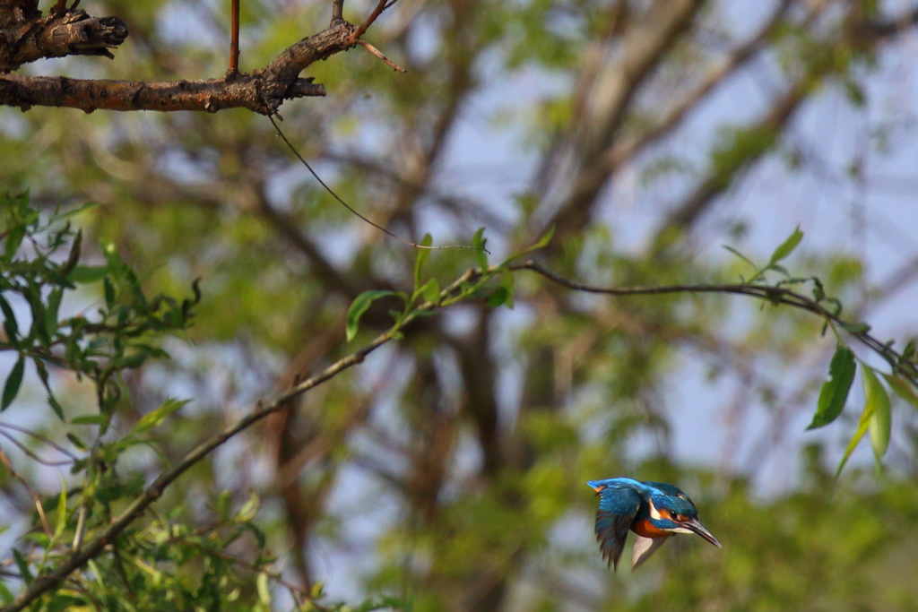 枝からダイブ②