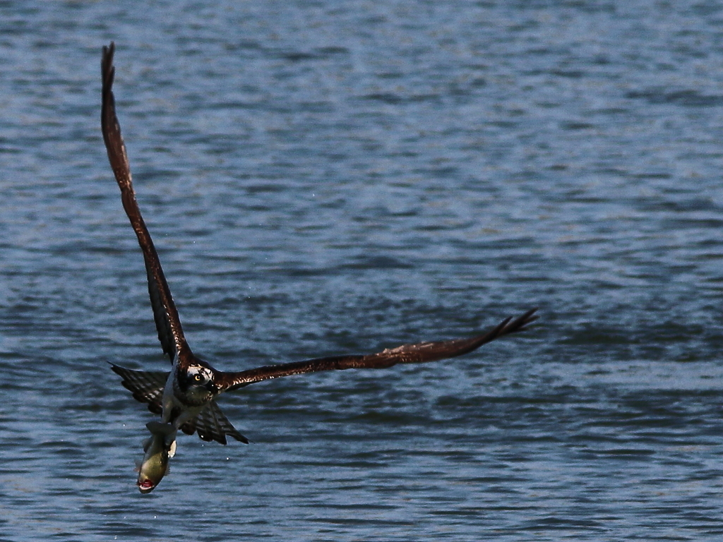 ミサゴ2016.10.18-2