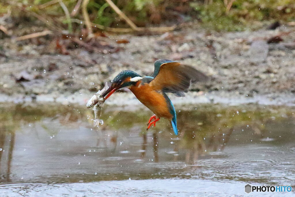 トリプルゲット♪