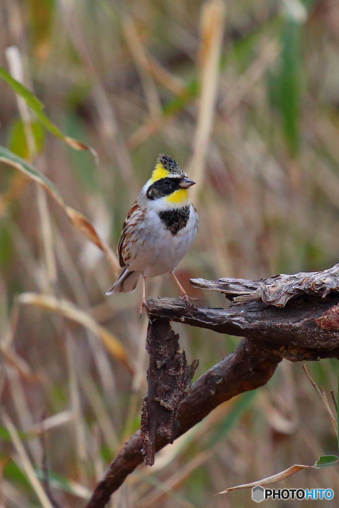 美しく紳士的にハイポーズ♪