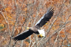 おばあちゃん2D4A1667