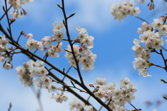 2019SAKURA